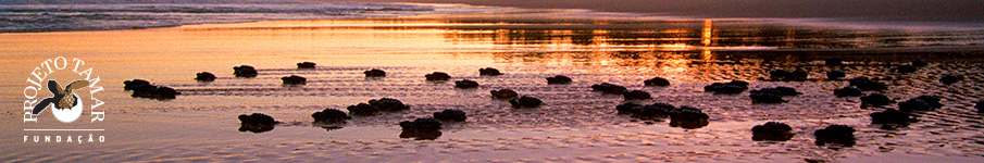 Filhotes ao pôr do sol